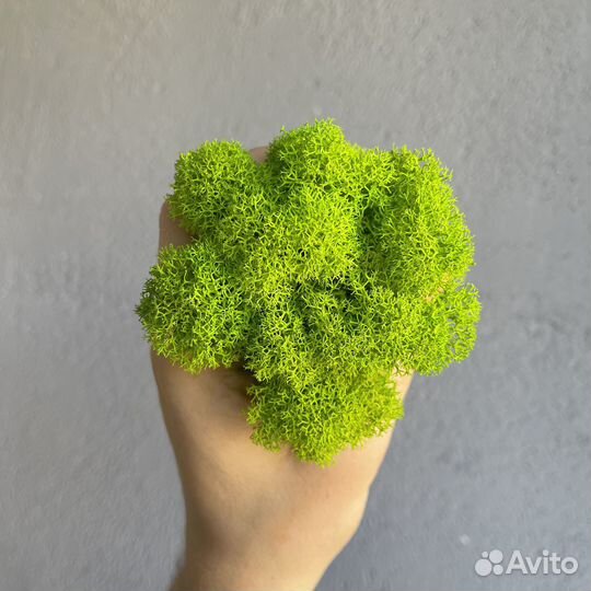 Стабилизированный мох, Лаймовый