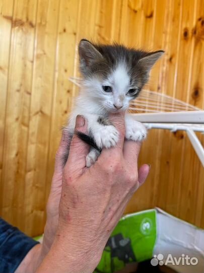 Котята в добрые руки бесплатно