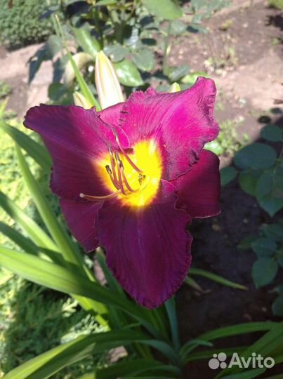 Лилейники сортовые