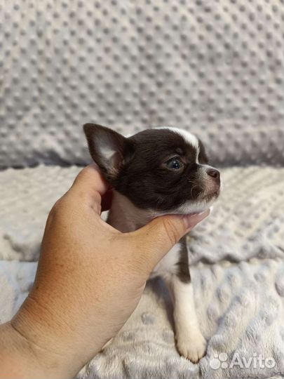 Щенки чихуахуа РКФ