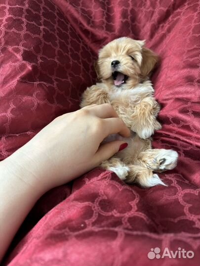 Щенки мальтипу f1 мини