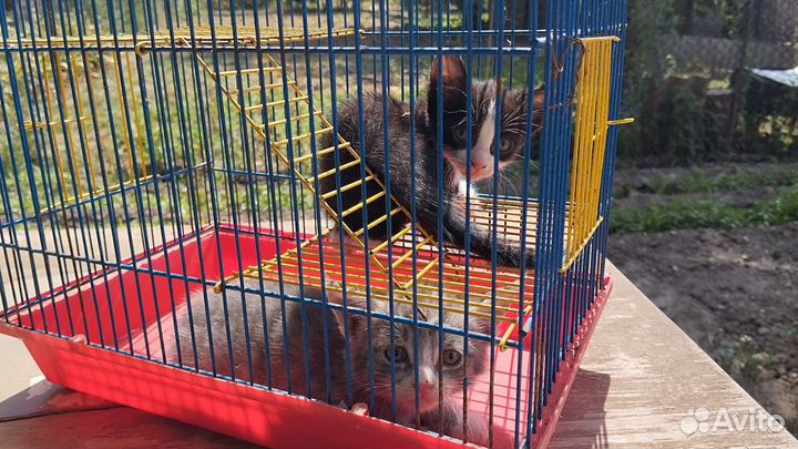 Отдам милейших котят