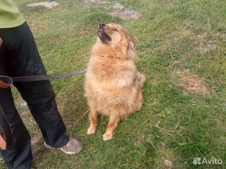 Добрый пёс, собака в дар