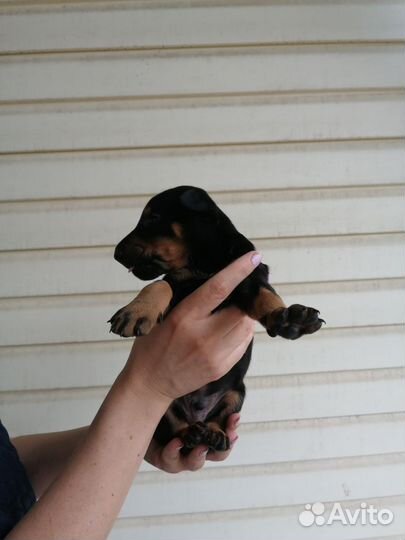 Щенки добермана