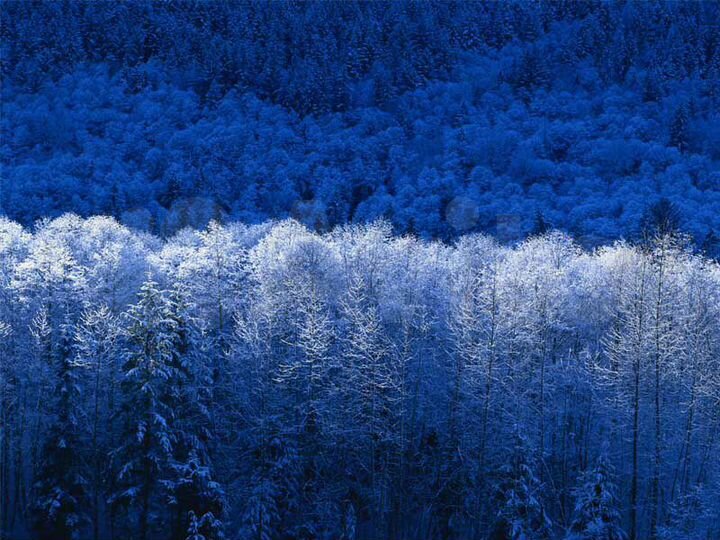 Участок 40 сот. (ИЖС)