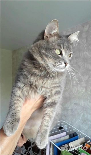Пушистая кошечка