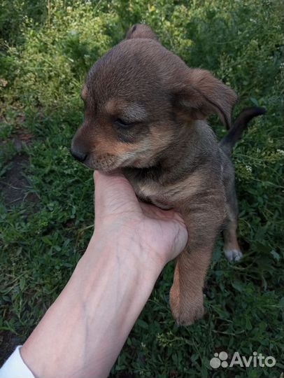 Собака (Девочка)в добрые руки отдам бесплатно