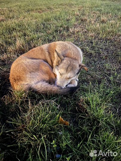 Помогите спасти лучших собак
