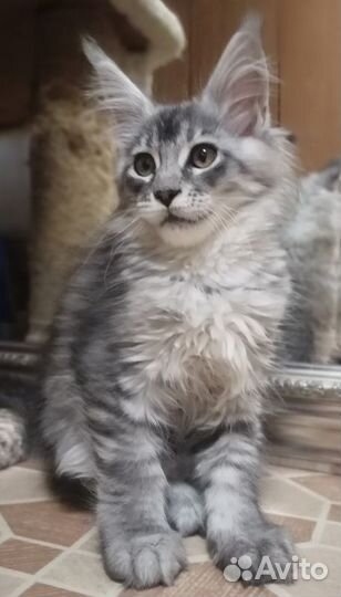 Мейн-кун девочки