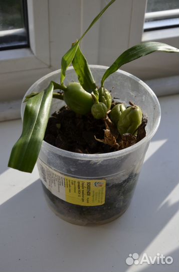 Орхидеи Каттлея Целогина