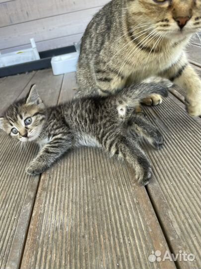 Котята в добрые руки даром