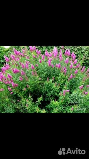 Рубекия, аконит