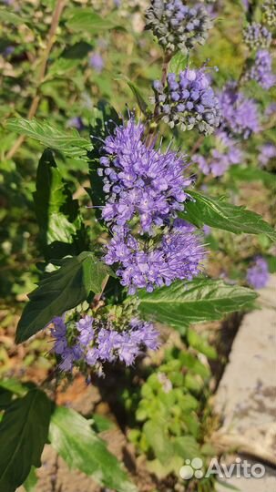 Кариоптерис многолетний цветущий куст