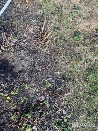 Ремонтантная малина