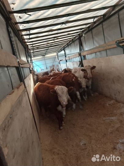 Телки герифорды от 8 месяцев