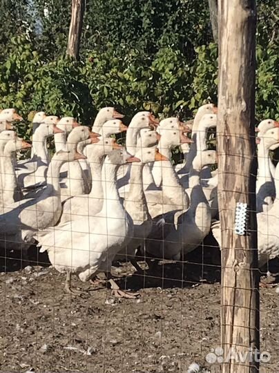 Годовалый гуси