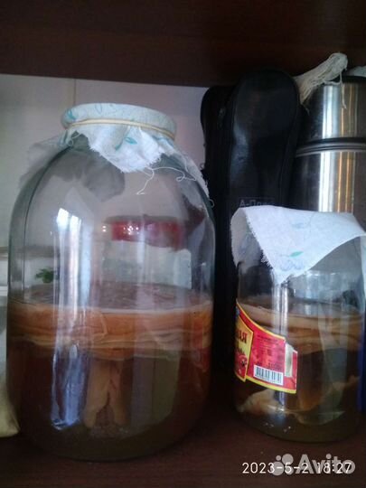 Чайный гриб комбуча