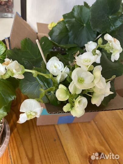 Бегония элатиор