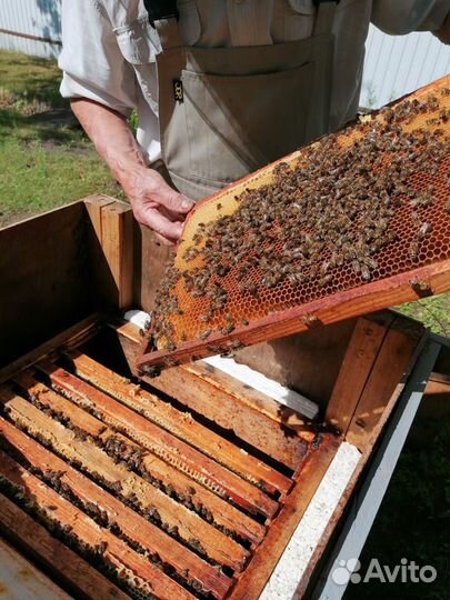 Пчелы с ульями