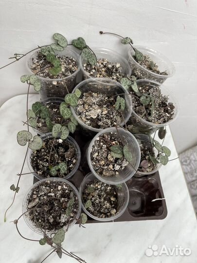 Комнатные растения