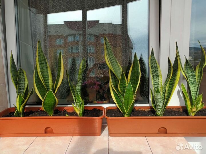 Сансевиерия сортовая
