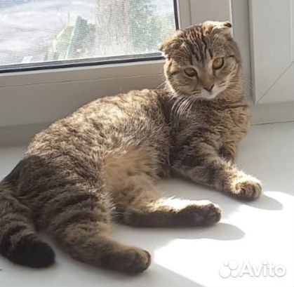 Котенок подросток 7 мес