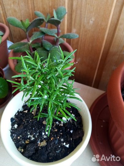 Комнатные цветы