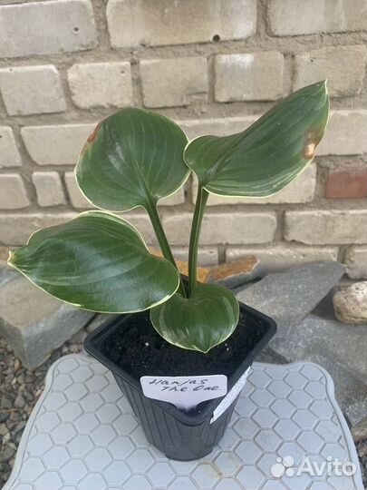 Хосты редкие и коллекционные