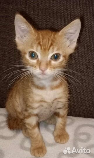 Рыжий котенок в добрые руки