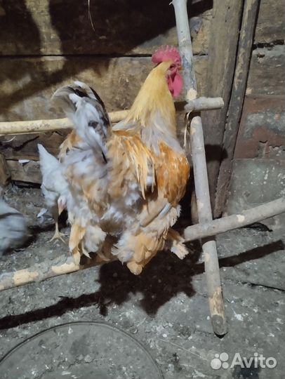 Продам петуха порода Кохинхин