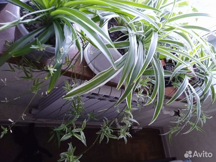 Паучок многодетковый