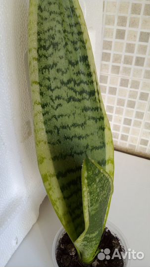 Комнатные растения цветы