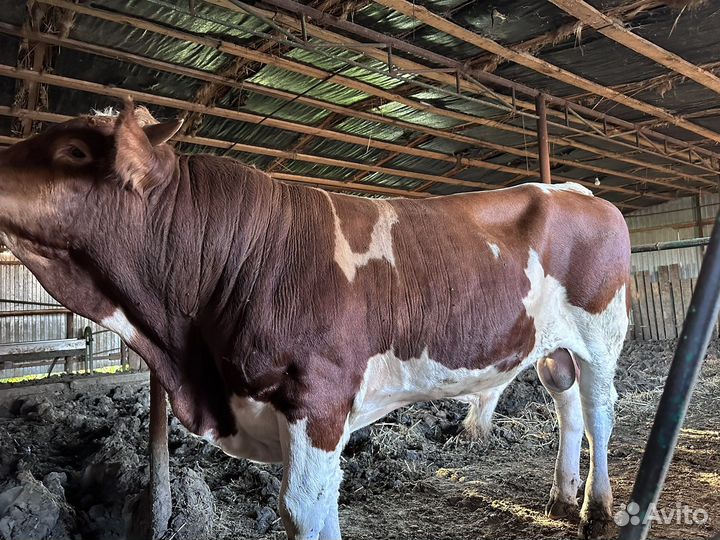 Бык на племя