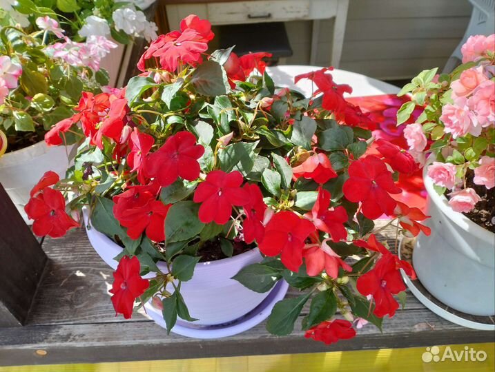 Бальзамины