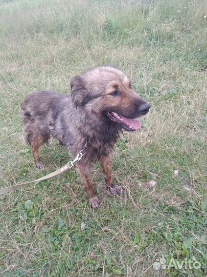 Молодой кобель в добрые руки