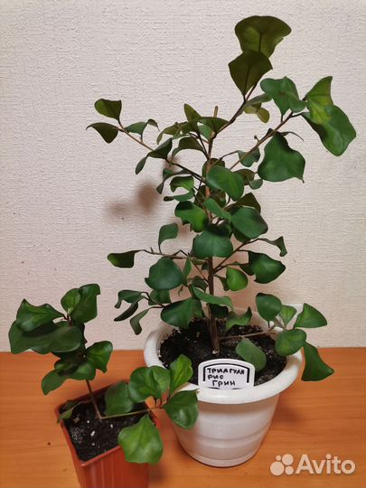 Фикусы Бенджамина, Триагулярис Грин