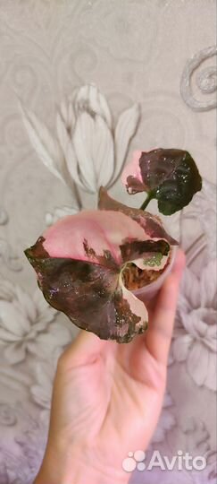 Сингониум клубничный лед galaxy