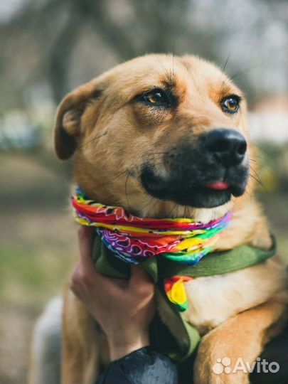 Собака в добрые руки отдам бесплатно