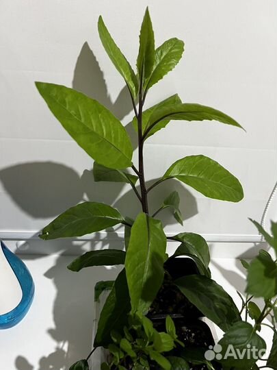 Джинура листья бога