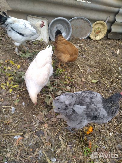Куры молодые