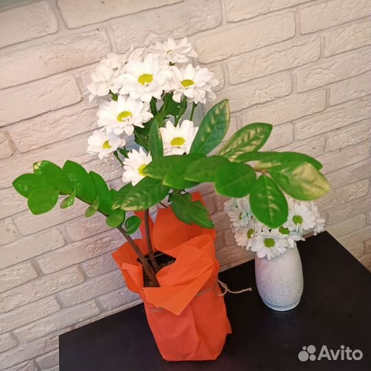 Замиокулькас Замифолия