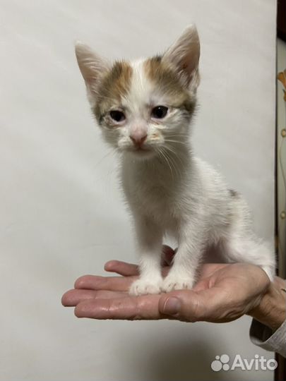 Белый котенок девочка