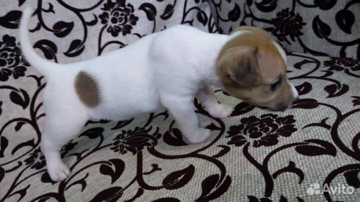 Щенок Джек Рассел терьер девочка