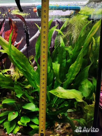 Аквариумное растение Эхинодорус