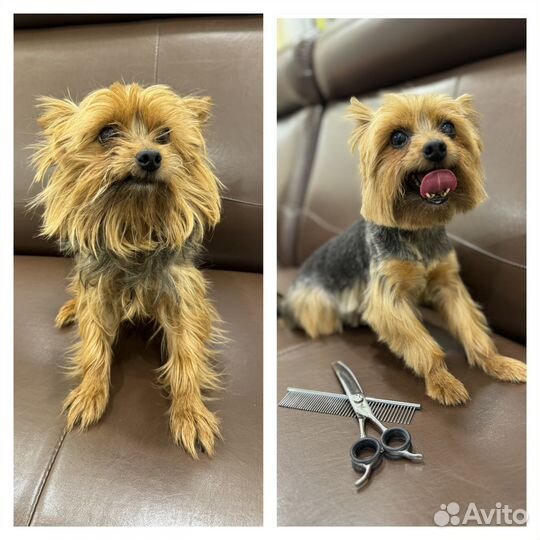 Груминг, стрижка собак