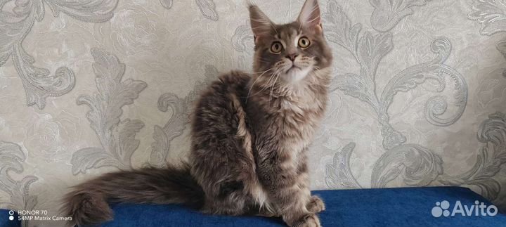 Котята мэйн кун
