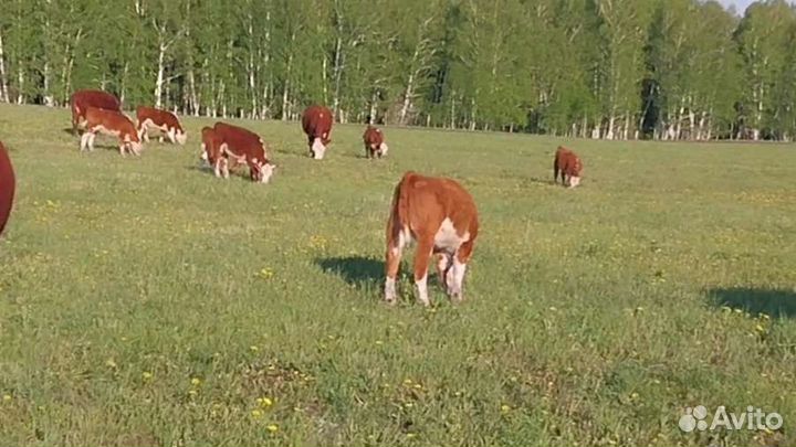 Телки нетели герефорды