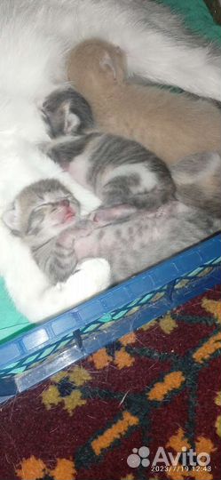 Отдам кошку с котятами