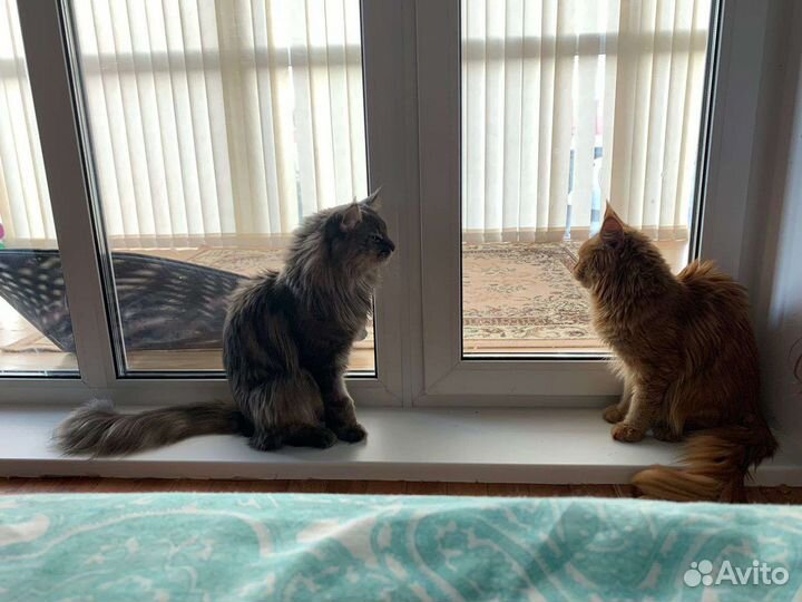 Котята мейн-кун