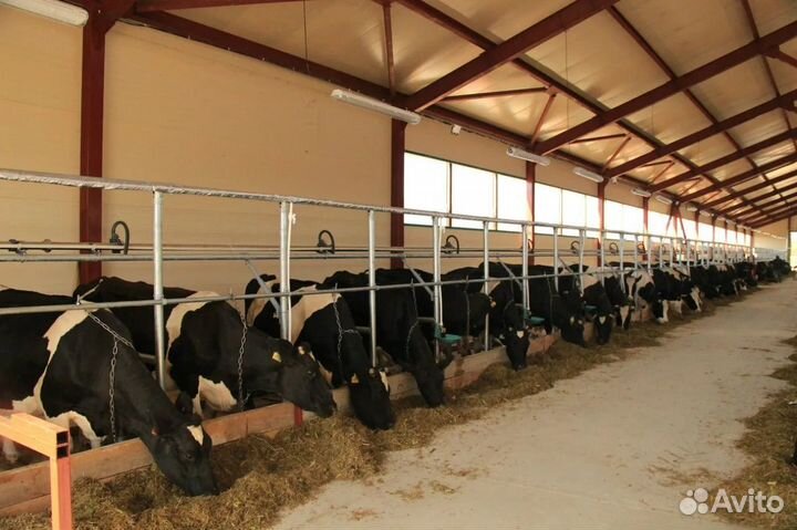 Телки нетели